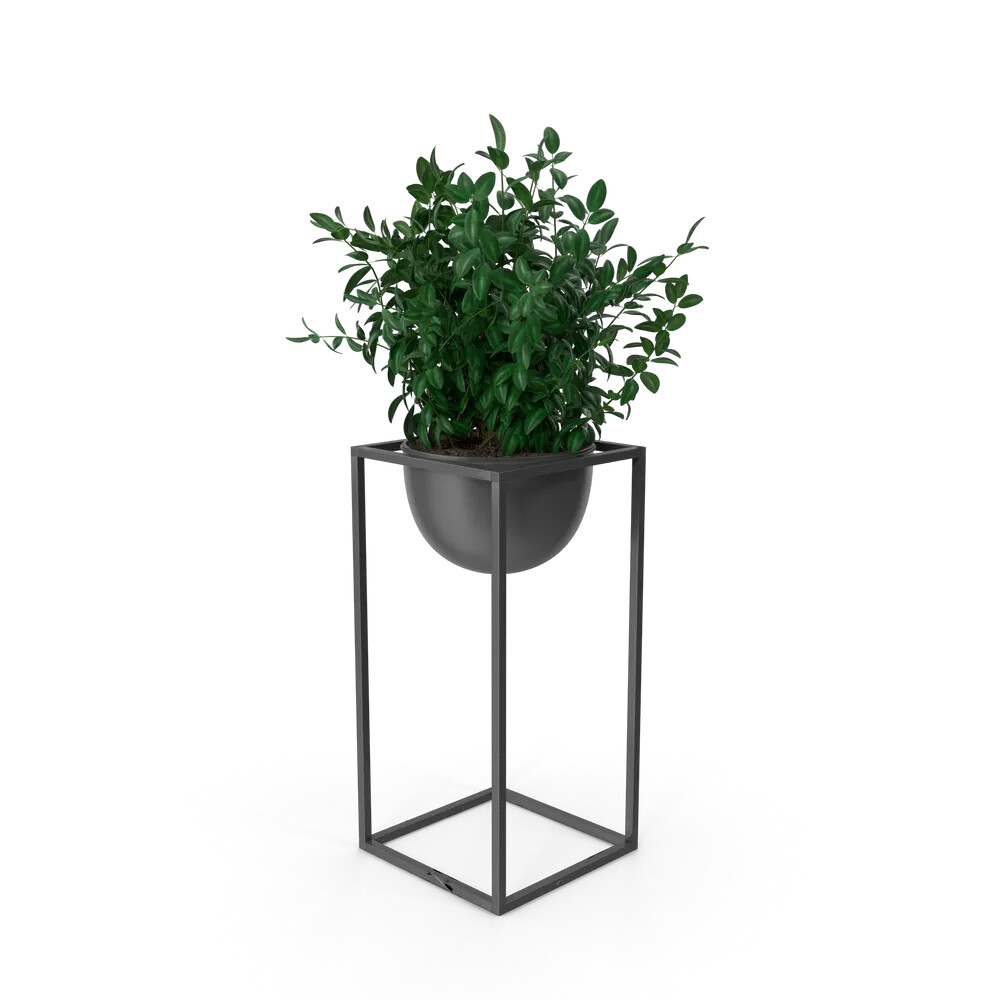 House Showpiece Plant