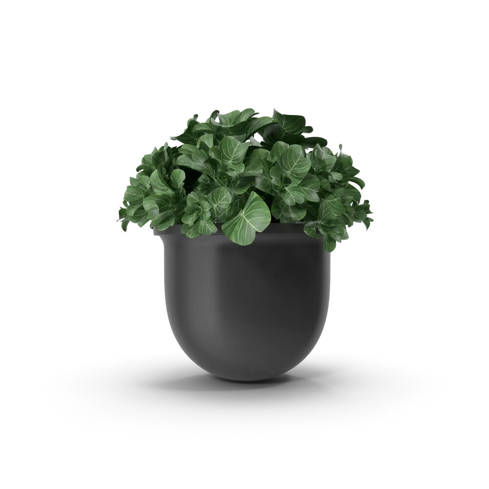 Plant Pot