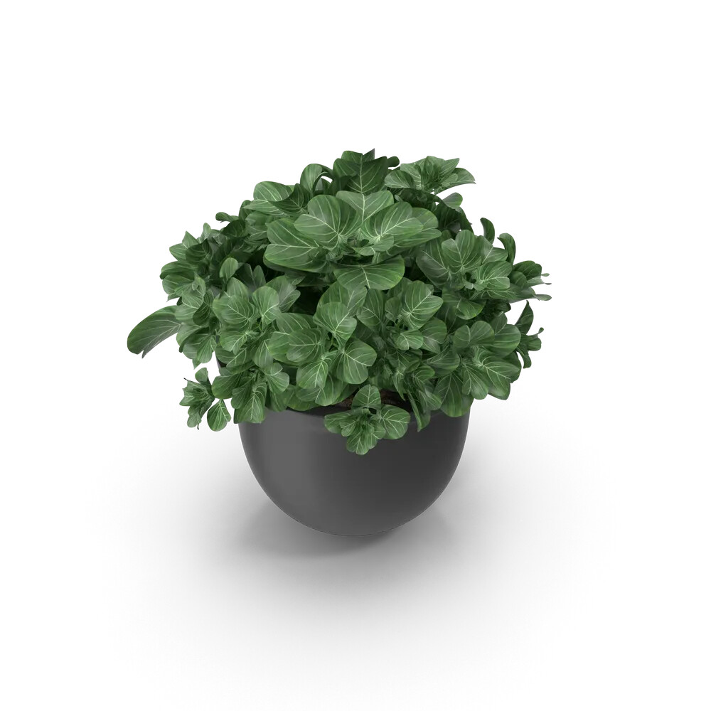 Plant Pot