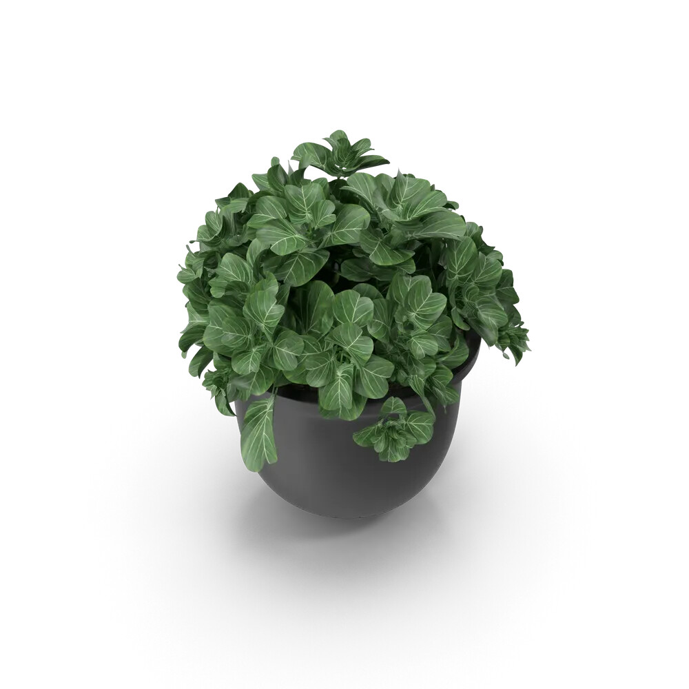 Plant Pot