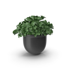 Plant Pot