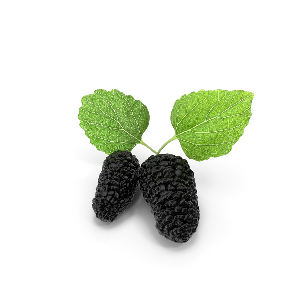 Mulberry